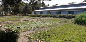 مزرعه آموزشی جهاد کشاورزی قزوین 
